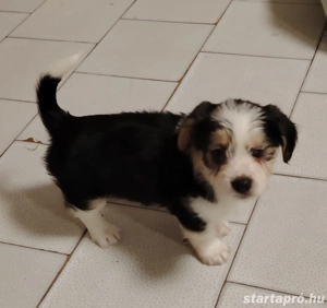 Bichon havanese kiskutya - kép 3