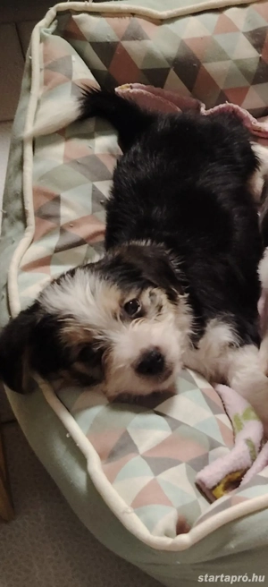 Bichon havanese kiskutya