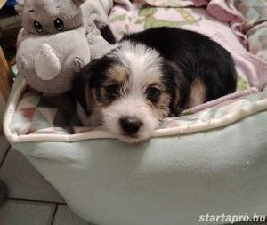 Bichon havanese kiskutya - kép 2