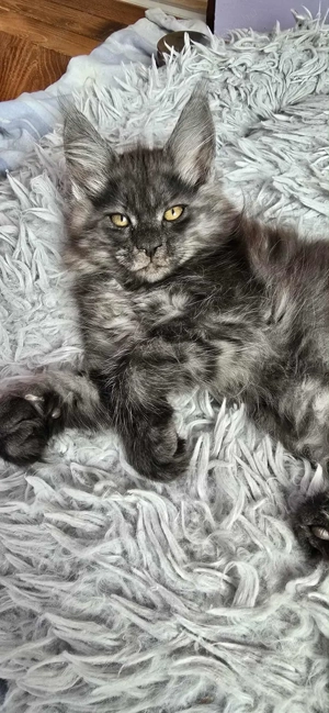 Maine Coon kiscicák Szerető Otthont keresnek! - kép 3