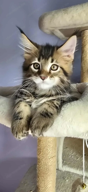 Maine Coon kiscicák Szerető Otthont keresnek! - kép 4