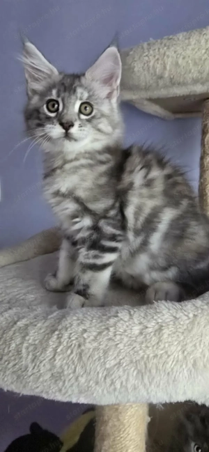 Maine Coon kiscicák Szerető Otthont keresnek! - kép 5