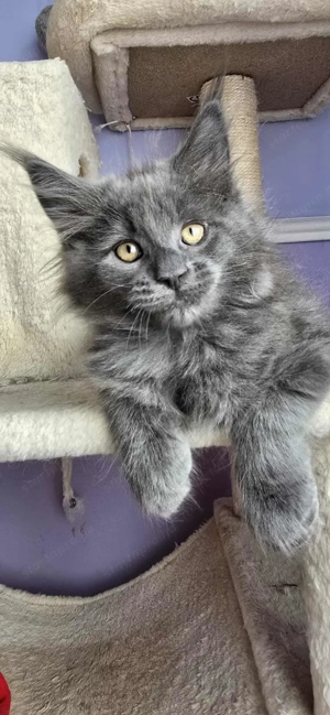 Maine Coon kiscicák Szerető Otthont keresnek! - kép 6