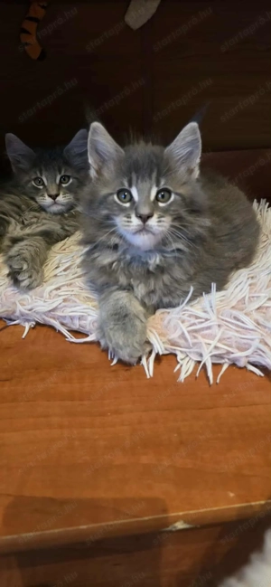 Maine Coon kiscicák Szerető Otthont keresnek! - kép 2