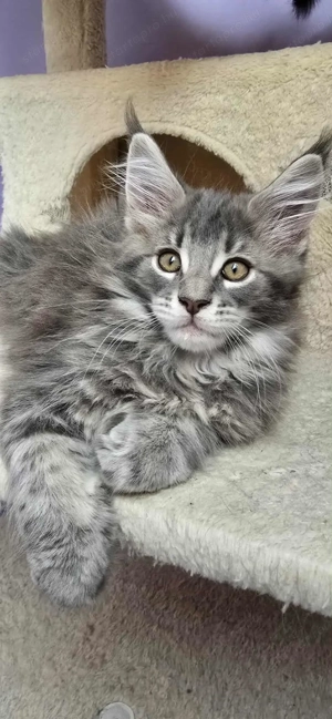 Maine Coon kiscicák Szerető Otthont keresnek! - kép 7