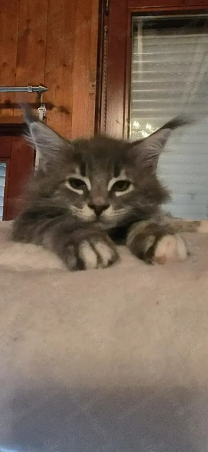 Maine Coon kiscicák Szerető Otthont keresnek! - kép 8