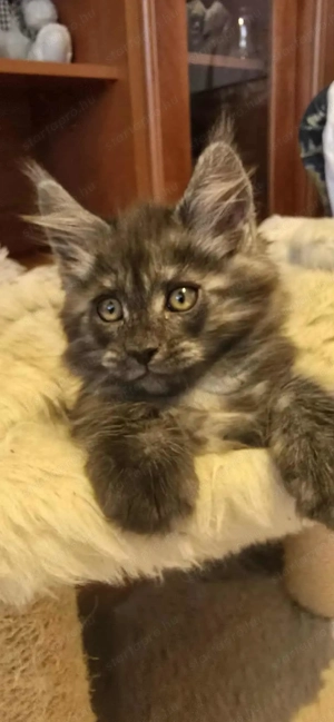 Maine Coon kiscicák Szerető Otthont keresnek! - kép 9