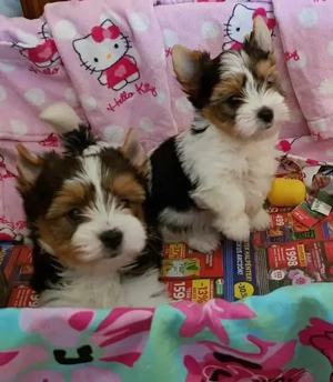 Yorki Yorkshire terrier Biewer 3 hónapos kislány kisfiú 2 xoltva eladó!
