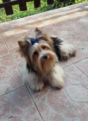 Yorki Yorkshire terrier Biewer 3 hónapos kislány kisfiú 2 xoltva eladó! - kép 4