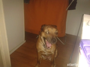 Kutyasétáltatást vállalok - kép 3