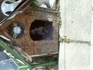 Kutyasétáltatást vállalok - kép 2