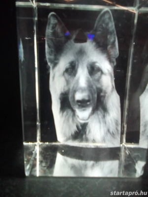 Kutyasétáltatást vállalok - kép 4