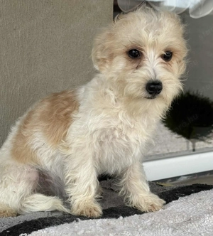 Bishon havaneze kislányka költözne - kép 2