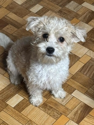 Bishon havaneze kislányka költözne