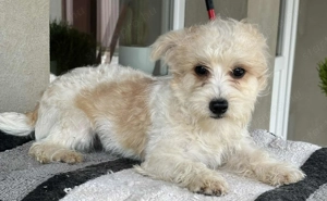 Bishon havaneze kislányka költözne - kép 3