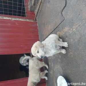 Közép ázsiai juhász kislány! - kép 2