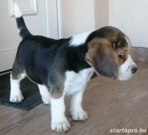 Beagle fiúk eladók - kép 5