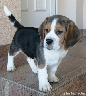 Beagle fiúk eladók - kép 3