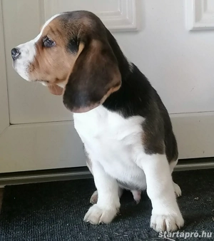 Beagle fiúk eladók - kép 4