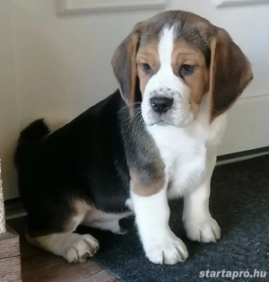 Beagle fiúk eladók - kép 2