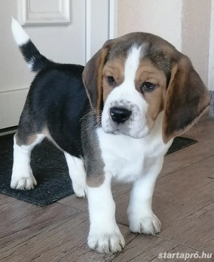 Beagle fiúk eladók