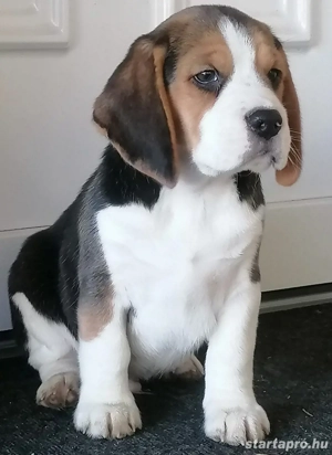 Beagle fiúk eladók - kép 6