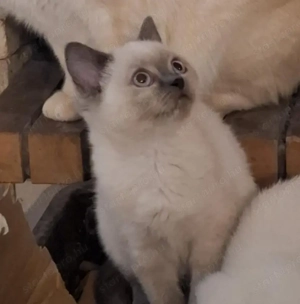 Brit kiscicák karácsonyra! 