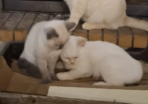 Brit kiscicák karácsonyra!  - kép 3