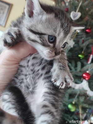 Brit cicusok - kép 2