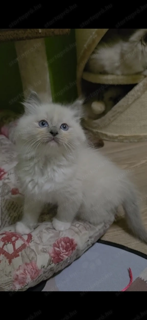 Törzskönyves Ragdoll kislány