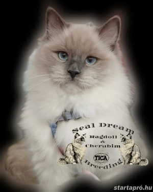 Törzskönyves, Champion, Original Ragdoll (rongybaba) 