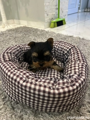 Mini yorki kis kutyak - kép 2