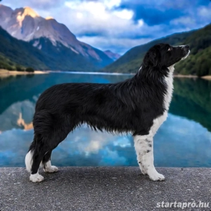 Border collie kan fedez - kép 2