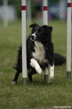 Border collie kan fedez - kép 5