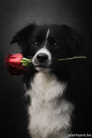 Border collie kan fedez - kép 3