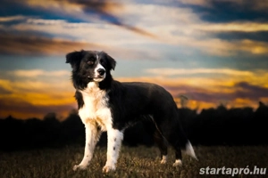Border collie kan fedez - kép 4