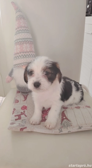 Bichon havanese kiskutya - kép 2