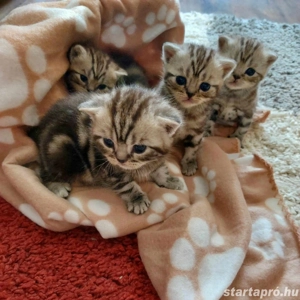 Brit rövid szőrű kiscicák foglalhatók klasszikus fekete-ezüst tabby színben. - kép 2