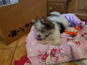  Yorki Yorkshire Biewer 3 hónapos  kislány gazdit keres! 2 x oltva!  - kép 2
