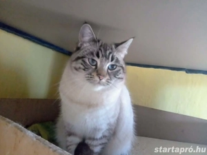 Eladó Macska vagy cserélhető  - kép 3