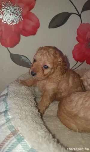 Maltipoo kiskutyák  - kép 2