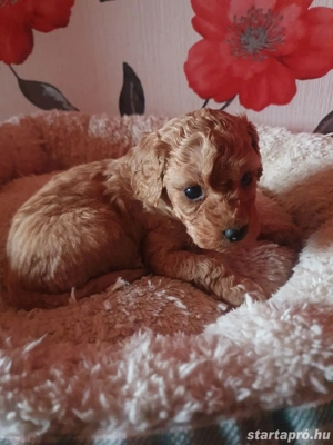 Maltipoo kiskutyák  - kép 4