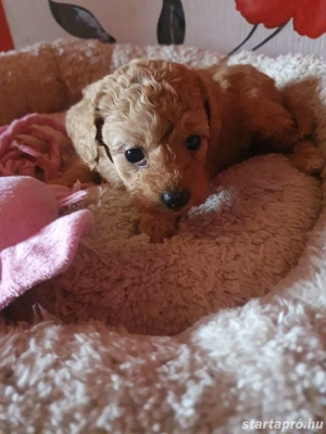 Maltipoo kiskutyák  - kép 6