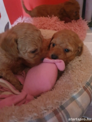 Maltipoo kiskutyák  - kép 5