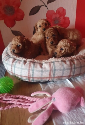Maltipoo kiskutyák  - kép 3