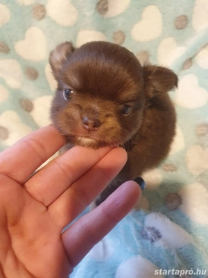 Hosszú szőrű csivava choco tan kölyök  - kép 2