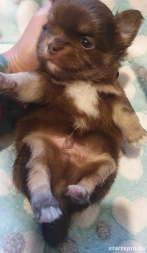Hosszú szőrű csivava choco tan kölyök  - kép 3