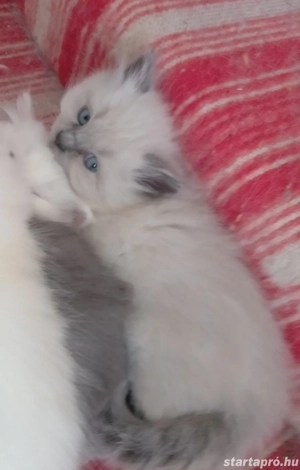Ragdoll jellegű kislány  - kép 3