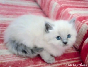 Ragdoll jellegű kislány 