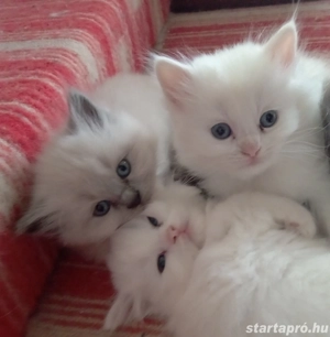 Ragdoll jellegű kislány  - kép 5